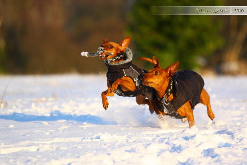 Walking in a Winterwonderland