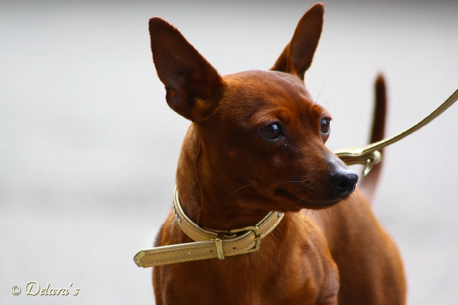 Baruba vom Usdauer Hof