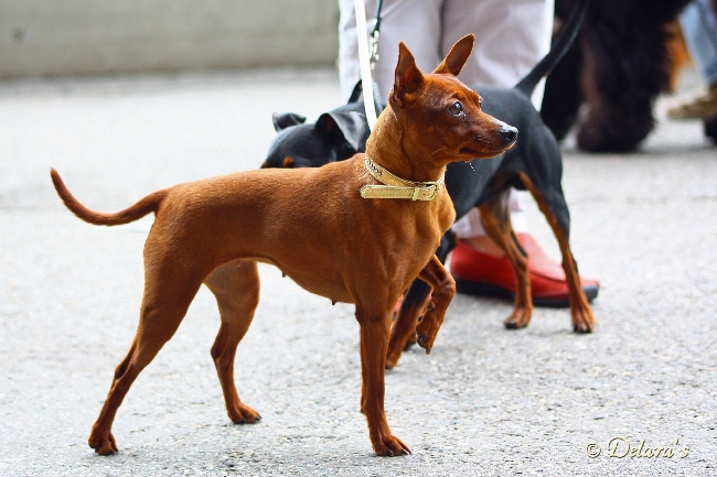 Baruba vom Usdauer Hof