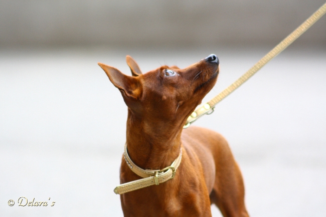 Baruba vom Usdauer Hof