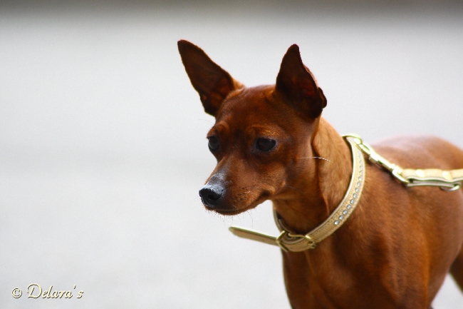 Baruba vom Usdauer Hof