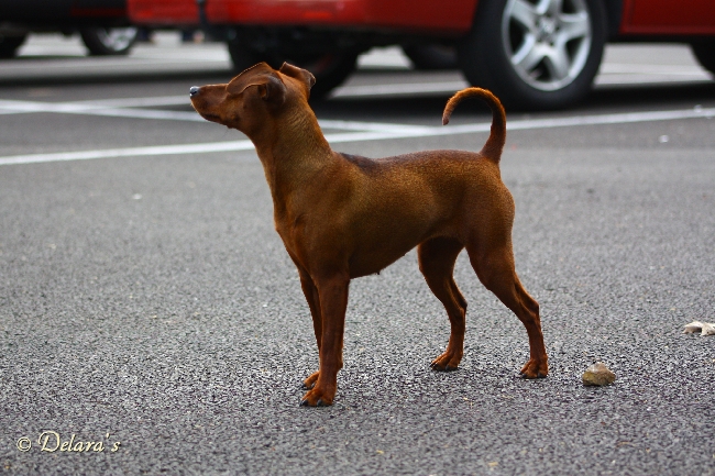 Ellwood's red Highspeedgirl