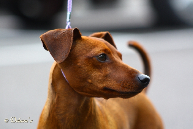 Ellwood's red Highspeedgirl