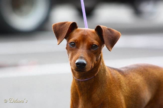 Ellwood's red Highspeedgirl