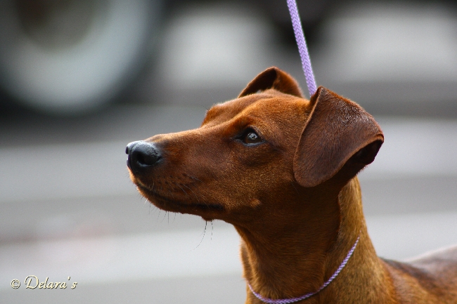 Ellwood's red Highspeedgirl