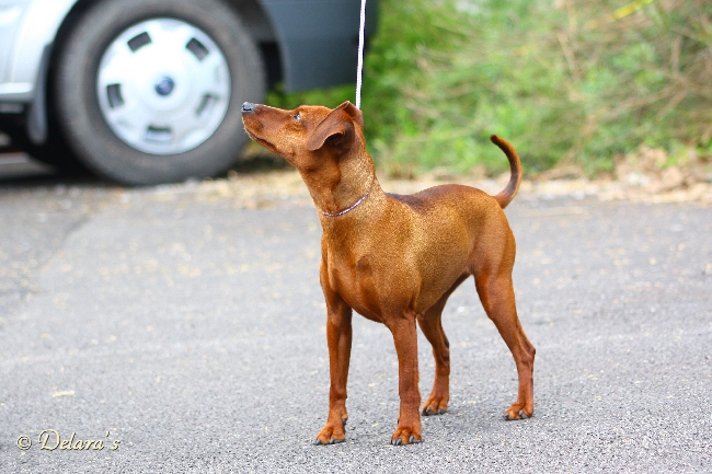 Ellwood's red Highspeedgirl