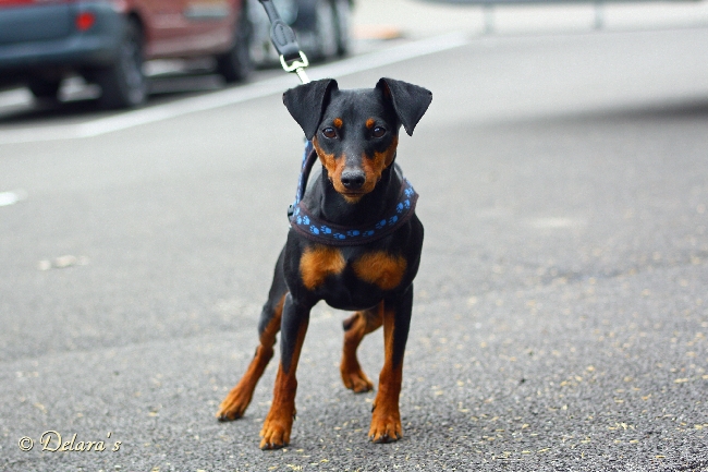 Hektor von Steinwitz