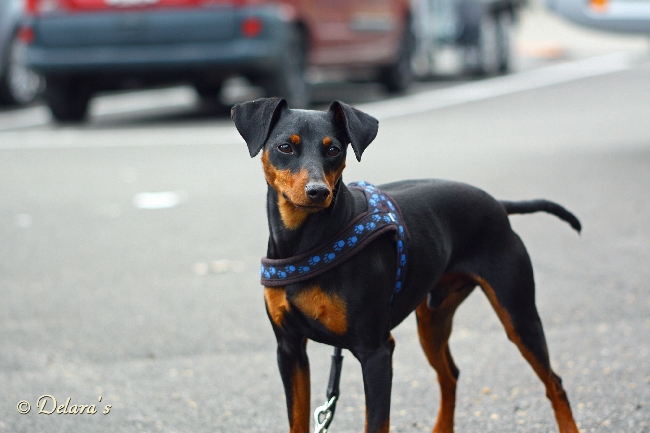Hektor von Steinwitz