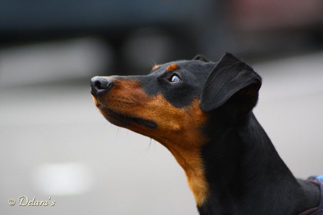 Hektor von Steinwitz