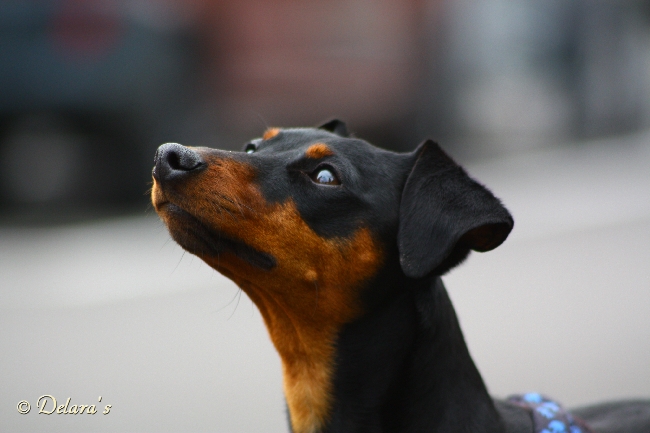 Hektor von Steinwitz