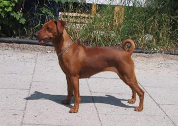 Zwergpinscher Lara vom Camp Achensee