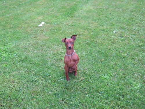 Amon im neuen Zuhause