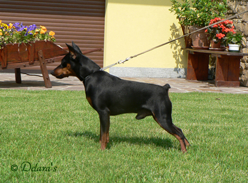 Gladiator Kristianden