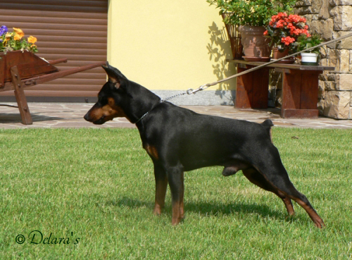 Gladiator Kristianden