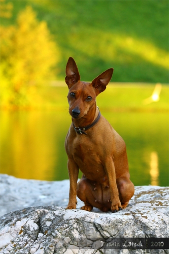 Lara vom Camp Achensee 5 years