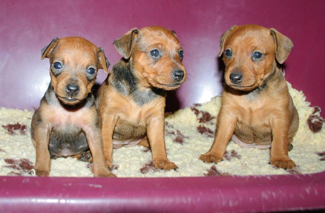 Baby, Bijou und Brazil vom Camp Achensee