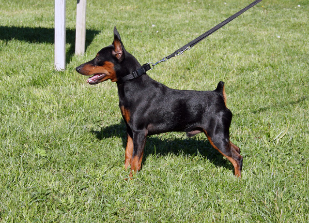 Duvinal Tsares Tsezariy